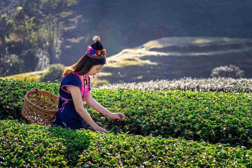 Sri Lanka tour package from India, 5 Nights 6 Days covering Sigiriya, Kandy and Galle Fort