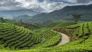 Effortless Kerala travel planning and support