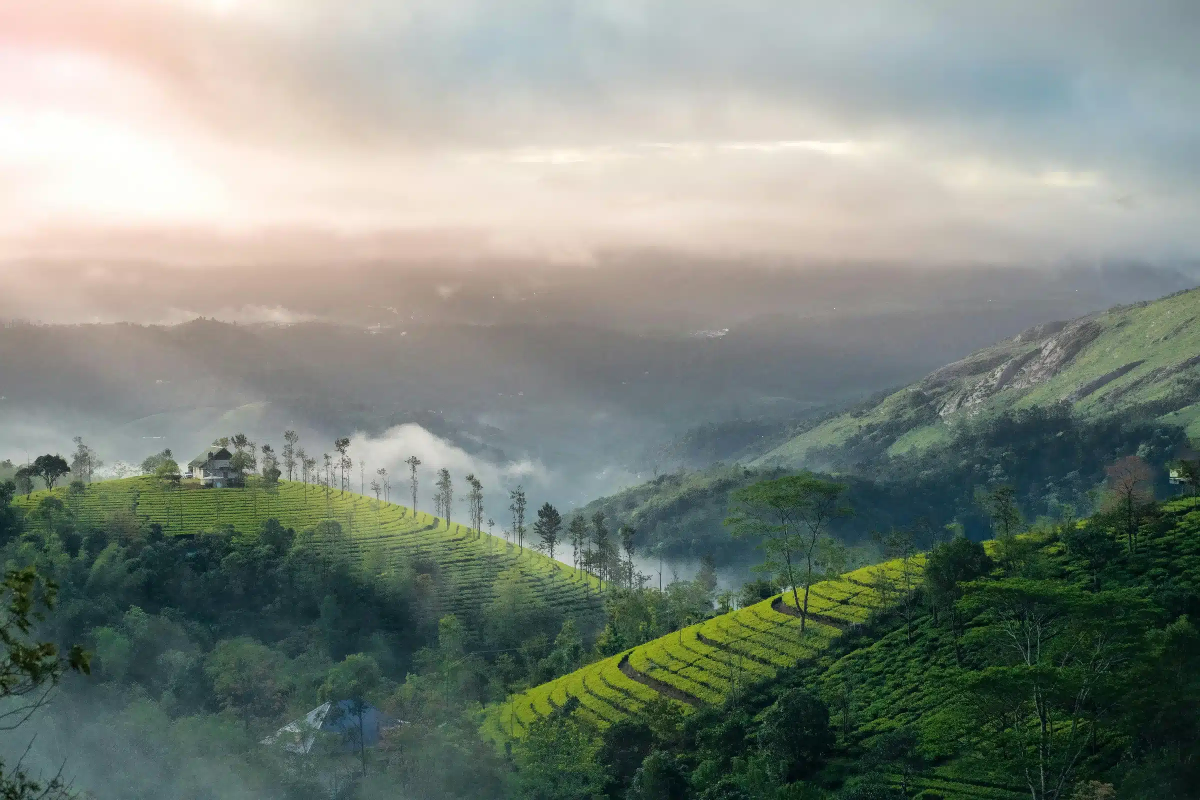 Lush Green Landscapes