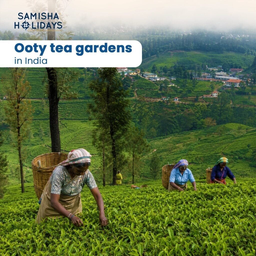 Ooty tea estate stay booking