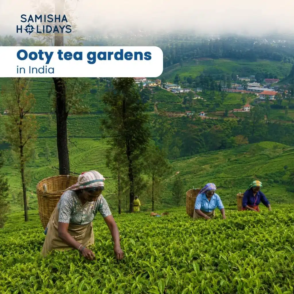 Ooty tea estate stay booking